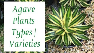 AGAVE PLANT TYPES  BEST AGAVE PLANT VARIETIES [upl. by Ecinwahs]