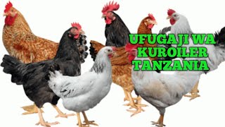 Ufugaji wa Kuroiler Tanzania  Ufugaji wa Kuku wa Kienyeji [upl. by Ymiaj]