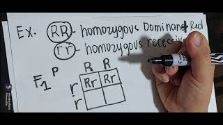 How to determine Genotypic Ratio and Phenotypic Ratio in monohybric crossing using punnett square [upl. by Leinehtan221]