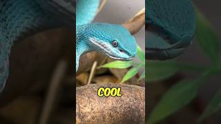 How snakes can hear without ears 🐍 [upl. by Nichy]