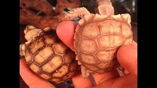 What To Feed Sulcata Tortoises [upl. by Eentruoc578]