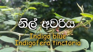 Nil avariya Indigo plant  Indigofera tinctoria  Ayurvedic plants [upl. by Josh]