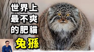 人氣超高的貓，天生一張「厭世臉」，捕獵技巧出神入化！貓科動物第一網紅——兔猻【老肉雜談】動物 貓 兔猻 寵物 網紅 [upl. by Auqeenahs]