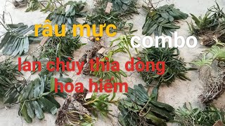 Lan rừng Bích Quyên ngày 34 LH 05829548820824514349Lan chùy thìarâumựccombođiểm hồngyênương [upl. by Manaker]