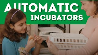 Best Incubator for Chicks Incubate and Hatch In One [upl. by Modesta]