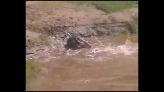 CROCODILE ATTACKS WARTHOG IN KRUGER [upl. by Talia236]