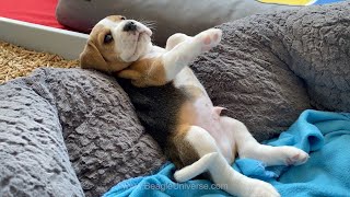 Should i Get a Beagle Puppy Cute Beagle Puppies Compilation [upl. by Massimo36]