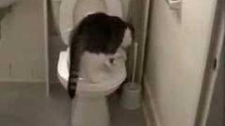 Sushi the toilet trained cat [upl. by Leuqcar]