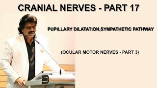 CRANIAL NERVES  PART 17 PUPILLARY DILATATION SYMPATHETIC PATHWAY  OCULAR MOTOR NERVES PART 3 [upl. by Vannie]