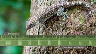 Tokay Gecko Sounds amp Call The sound of a gecko making loud tokay calls [upl. by Howenstein]