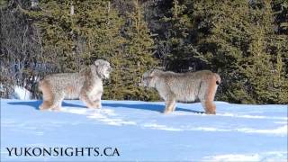 TWO Canada Lynx in Yukon [upl. by Arther]