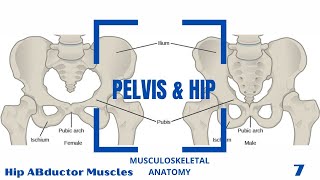 Hip ABductor Muscles [upl. by Whiffen371]