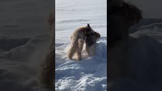 Playing in the Snow Pups in Boot Camp [upl. by Aihsilat]