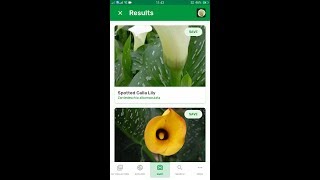 PlantSnap identifies a Spotted Calla Lily Zantedeschia albomaculata [upl. by Michelle]