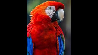 Talking Parrot Training Guide [upl. by Halil]