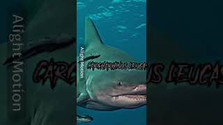 Carcharhinus leucas vs Enteroctopus Dolfeini [upl. by Orel]