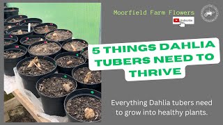 5 THINGS dahlia tubers need [upl. by Dercy415]