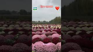 ХРИЗАНТЕМАКУВА ТУМАНИshorts rose хризантемарекlove funny visituzbekistan flowers uzbfyp [upl. by Ynnol]