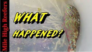 What Happened to the Leopard Wrasse and Cooper Banded Butterfly Update Reef Vlog [upl. by Larred]