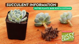 Cuttings vs Bare Root vs Potted Plants Whats The Difference [upl. by Ereveniug]