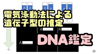 電気泳動法による遺伝子型の推定・マイクロサテライト・DNA鑑定 高校生物発展 [upl. by Christina381]