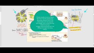 Lecture Video 2 Bone Tissue [upl. by Eiblehs]