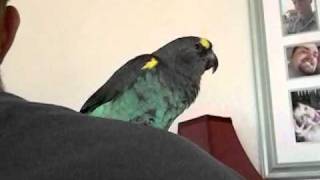 Meyers parrot laughing [upl. by Olwena55]