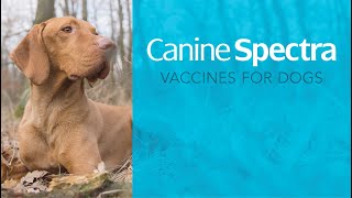 DIY Pet Vaccination Easy amp Affordable Home Protection with Canine Spectra® [upl. by Euqitsym]