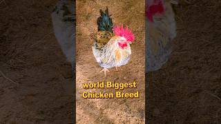 World Biggest Chicken Breed [upl. by Hanaj]