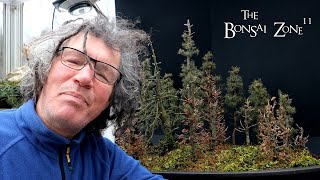 Working on My Northern Style Forest and Its History The Bonsai Zone Jan 2024 [upl. by Anaerol]