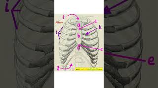 Anatomy Lesson  Thoracic Wall Rib Cage  Anterior View [upl. by Ellebanna]