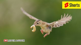 Female Zitting Cisticola [upl. by Duthie]