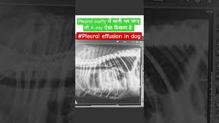 Pleural effusion in dogFluid present in pleural cavityleafing of lung lobes [upl. by Adoree]