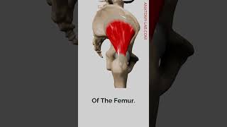 quotThe Gluteus Minimus Key to Hip Internal Rotationquot [upl. by Jonah]