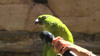 Meet Groucho the singing parrot at Disneys Animal Kingdom [upl. by Phyllis]