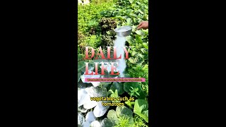 Baking Soda On Vegetables gardening farming vegetables bakingsoda [upl. by Eeclehc]