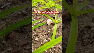 Safed musli ki kheti 12 days complete safed musli fasal safedmuslikikheti farming agriculture [upl. by Baldridge644]