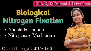 Biological Nitrogen Fixation  Nodule Formation  Mineral Nutrition  Class 11 Biology  NEET AIIMS [upl. by Nowaj976]