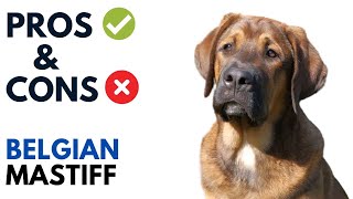 Belgian Mastiff Pros and Cons  Belgian Mastiff Advantages and Disadvantages [upl. by Osicran]