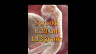 5 weeks baby height and weight in pregnancy baby shorts short youtubeshorts youtubeshorts [upl. by Aneez]