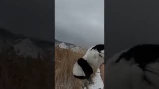 Mr Bufflehead hunting duck birds goose [upl. by Sadonia509]