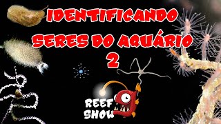 Identificando Seres do Aquário 2  Aquário Marinho  Reef Show 73 [upl. by Arayk]