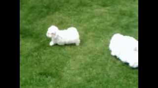 Vidéo de Mini Bichon Maltais à vendre [upl. by Saddler]