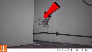 4 minutes of MICE avoiding Traps mice are smart [upl. by Eveivaneg]