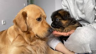 How My Golden Retriever and German Shepherd Became Best Friends From Day One [upl. by Annaya]