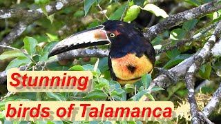 Explore the Beautiful Birdlife of Talamanca Costa Rica [upl. by Yasui]