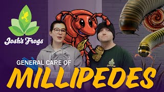 How To Keep Millipedes as Pets [upl. by Cornela]