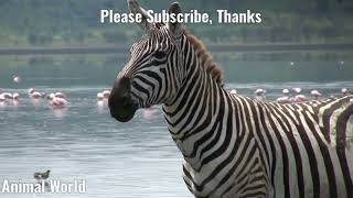 zebra sounds  zebra sound effect animals zebra animalsounds [upl. by Gussy]