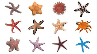 ⭐ 12 Starfish Species  Types Of Sea Stars Starfish seastars [upl. by Meghann831]