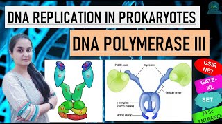 DNA POLYMERASE III  DNA REPLICATION IN PROKARYOTES  IN HINDI  by Vidhuna Sood [upl. by Assi]